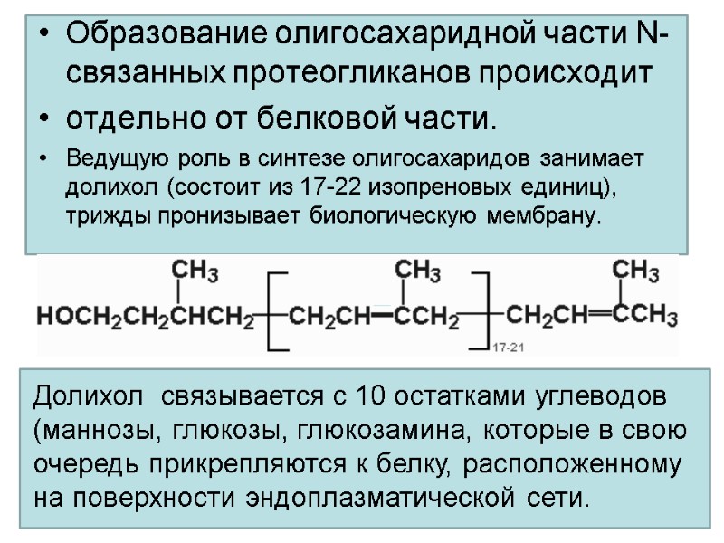 Образование олигосахаридной части N-связанных протеогликанов происходит отдельно от белковой части.  Ведущую роль в